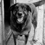 Parentes de adolescentes suspeitos de matar cachorro são indiciados por coação de testemunha em Florianópolis: uma análise do caso e seus desdobramentos