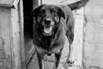 Parentes de adolescentes suspeitos de matar cachorro são indiciados por coação de testemunha em Florianópolis: uma análise do caso e seus desdobramentos