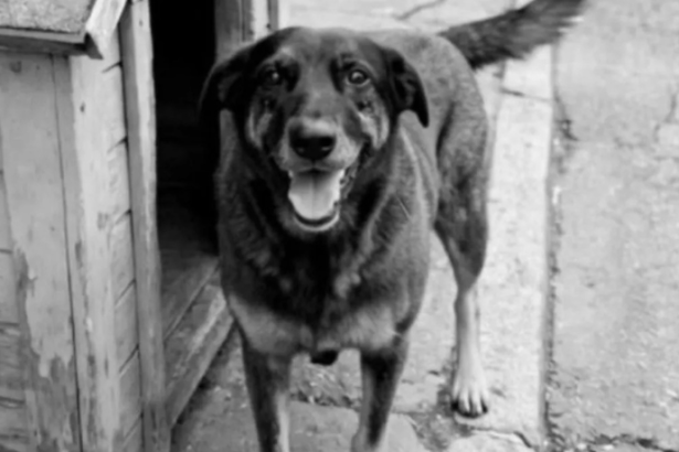 Parentes de adolescentes suspeitos de matar cachorro são indiciados por coação de testemunha em Florianópolis: uma análise do caso e seus desdobramentos