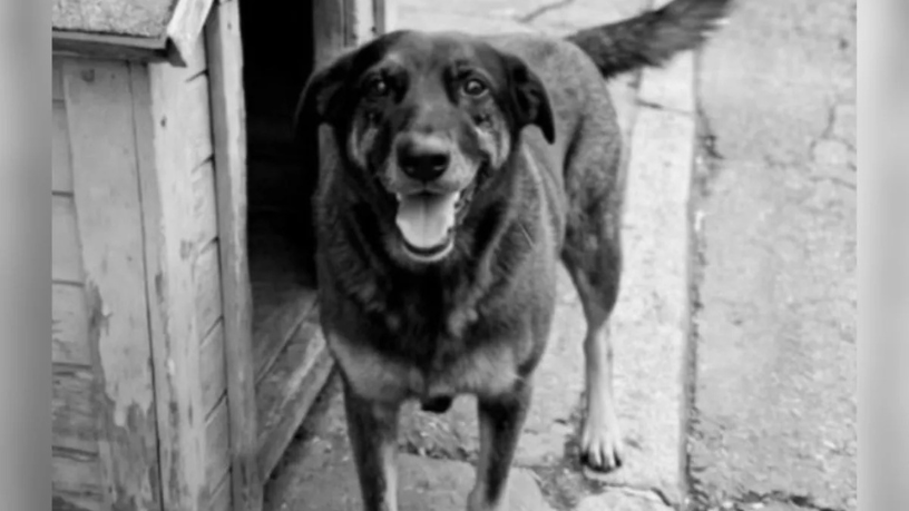 Parentes de adolescentes suspeitos de matar cachorro são indiciados por coação de testemunha em Florianópolis: uma análise do caso e seus desdobramentos