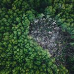 Vista aérea de uma área de floresta verde com um trecho claramente desmatado ao centro.