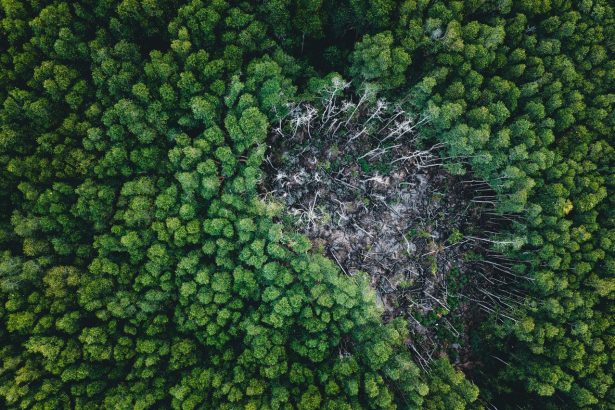 Vista aérea de uma área de floresta verde com um trecho claramente desmatado ao centro.